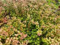 Rozchodnik Sedum - Białe kwiaty na trudne stanowiska - 4 sadzonki