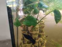 Roślina akwariowa anubias