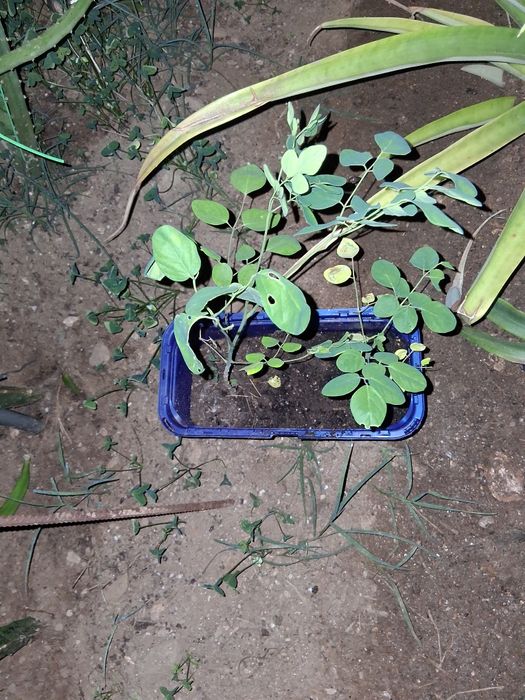 Moringa planta para venda
