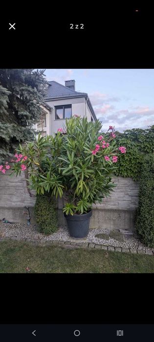 Sprzedam trzy prawie dwumetrowe oleandry.
