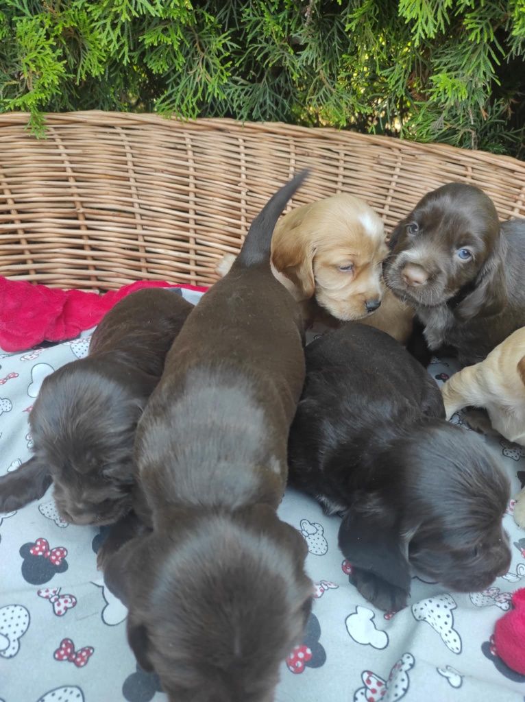 Cocker spaniel suczka