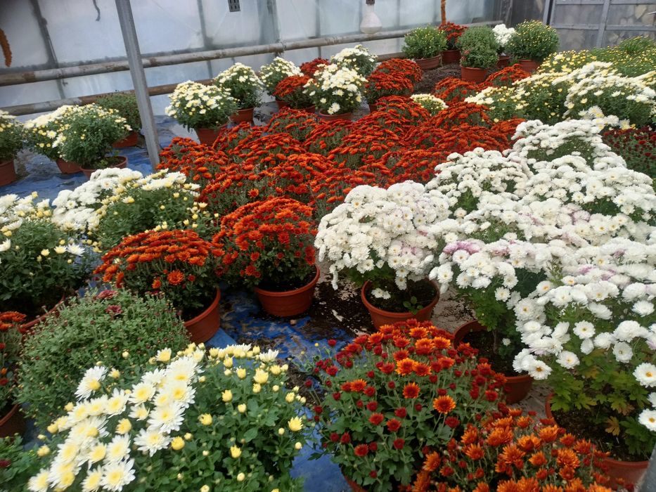 Chryzantemy drobnokwiatowe.