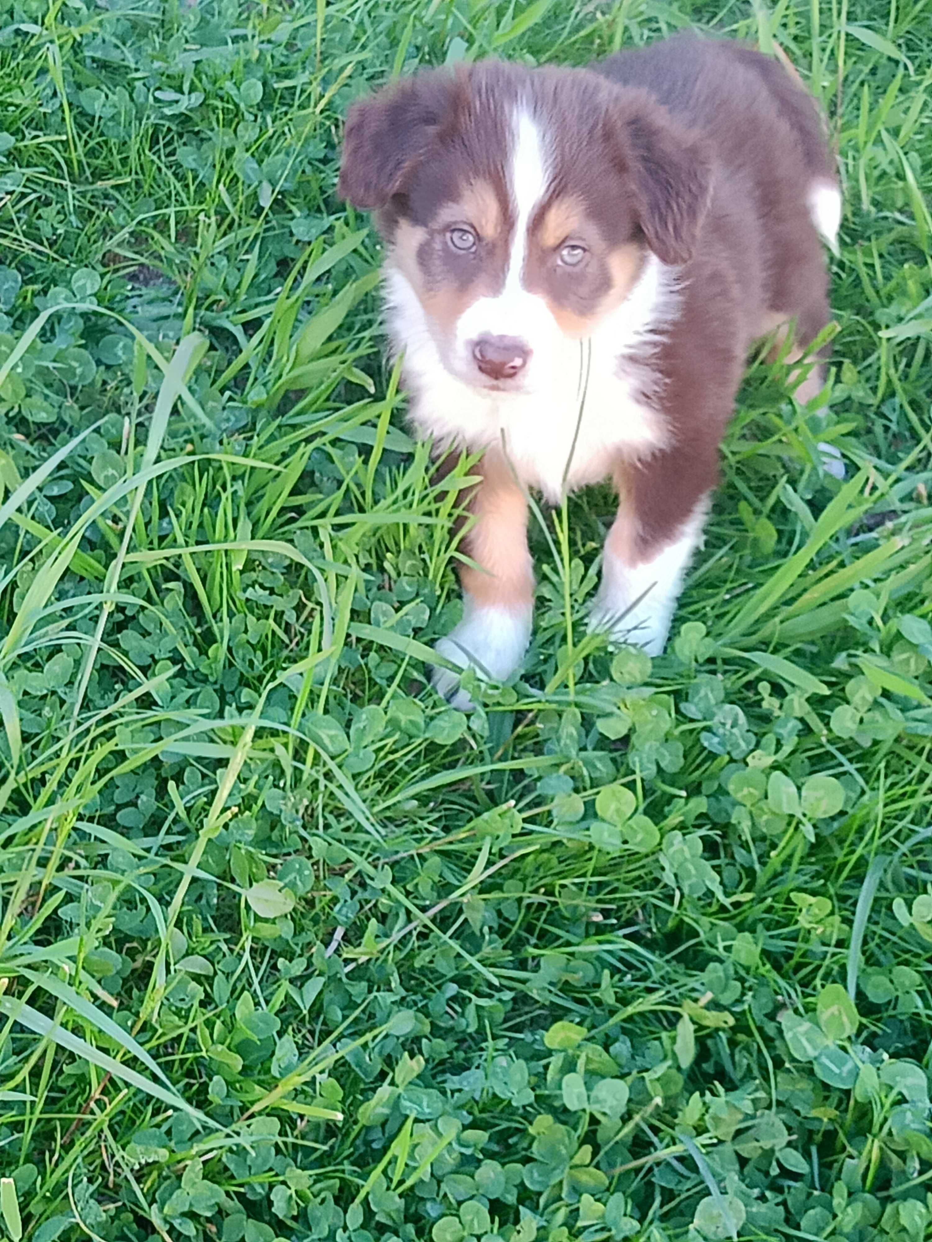 Border Collie- czekoladowy piesek