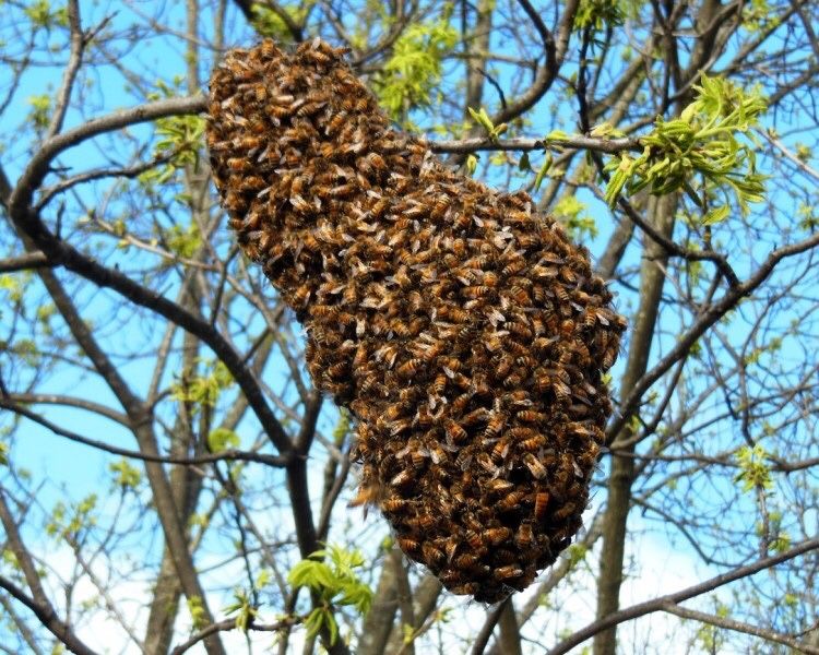 Бджоли Рої Матки