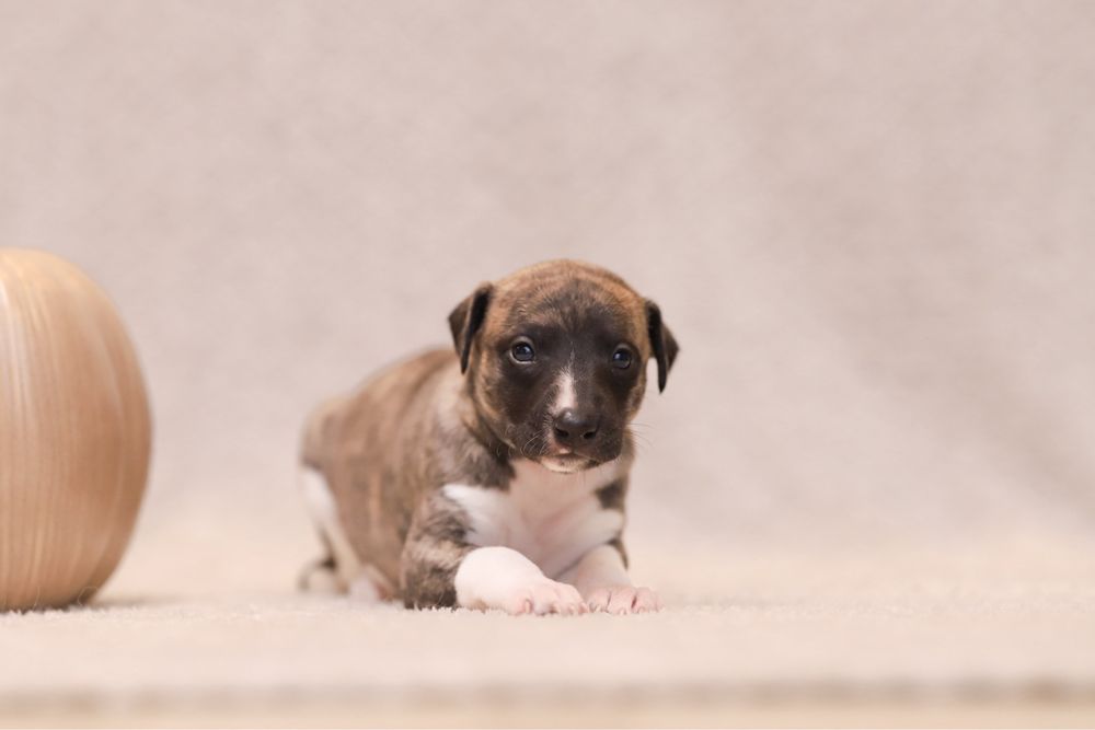 Chart Angielski Whippet ZKwP FCI