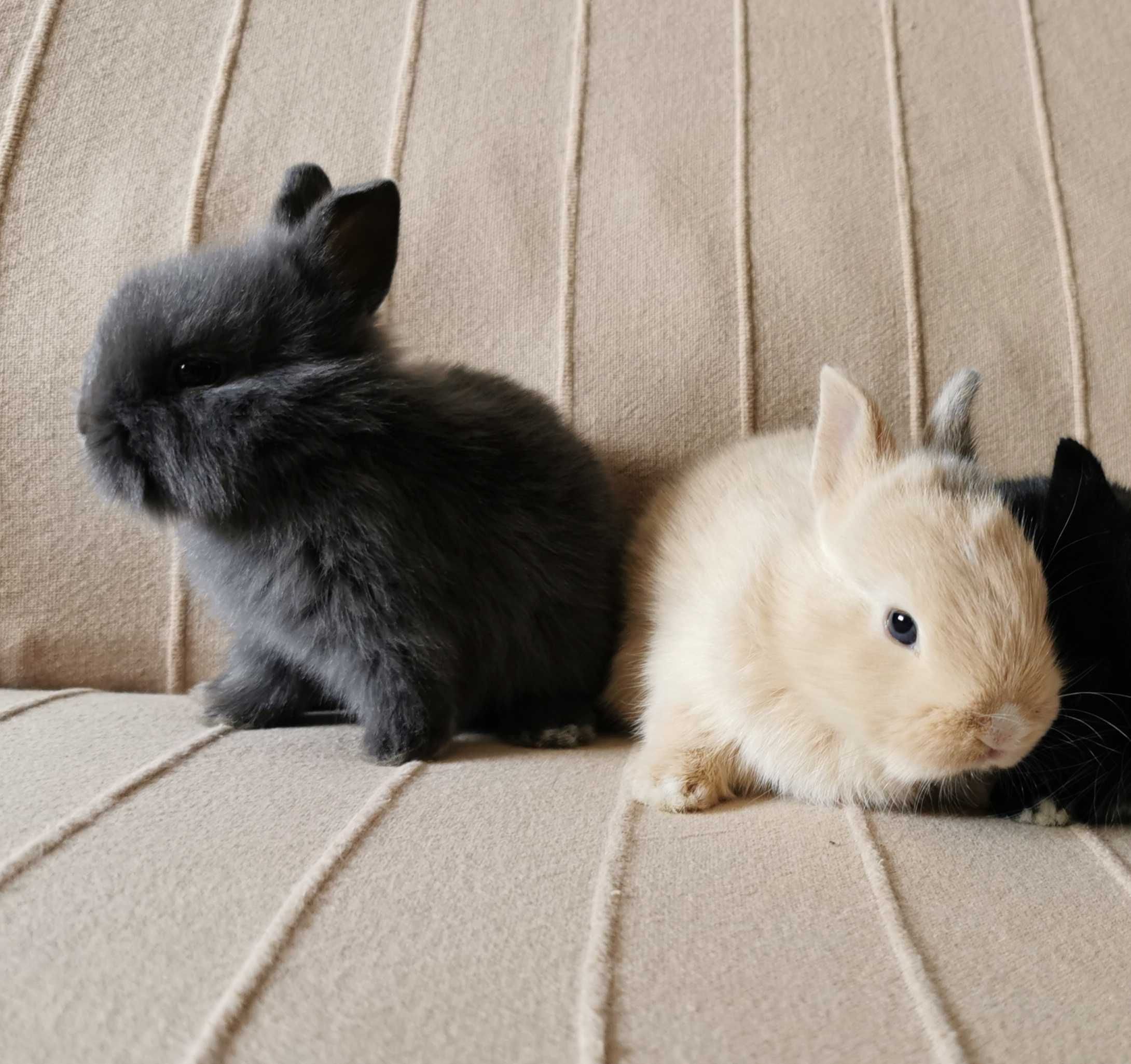 KIT Coelhos anões angorá e holandês lindíssimos e dóceis