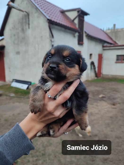 Szczeniaki do adopcji