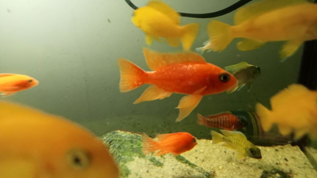 Pyszczaki aulonocara fire Fisz, Red Rubin, Calico i inne 4 cm