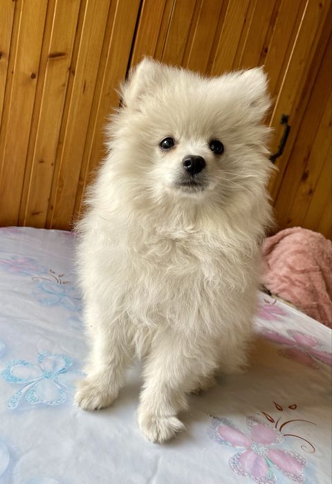 Продаю дівчинку шпіц