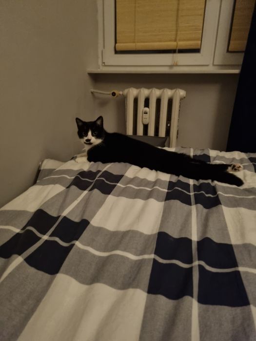 Niepełnosprawna Borówka szuka domu