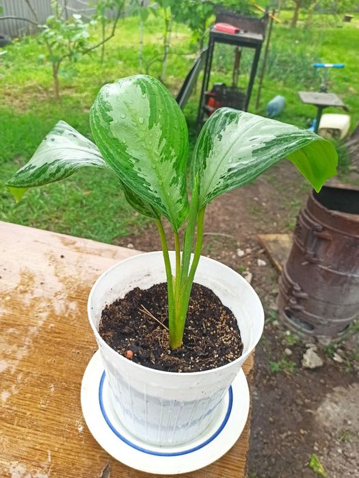 Продам аглонему .