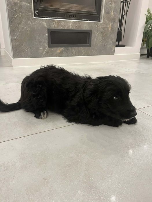 Oddam szczeniaki w dobre ręce