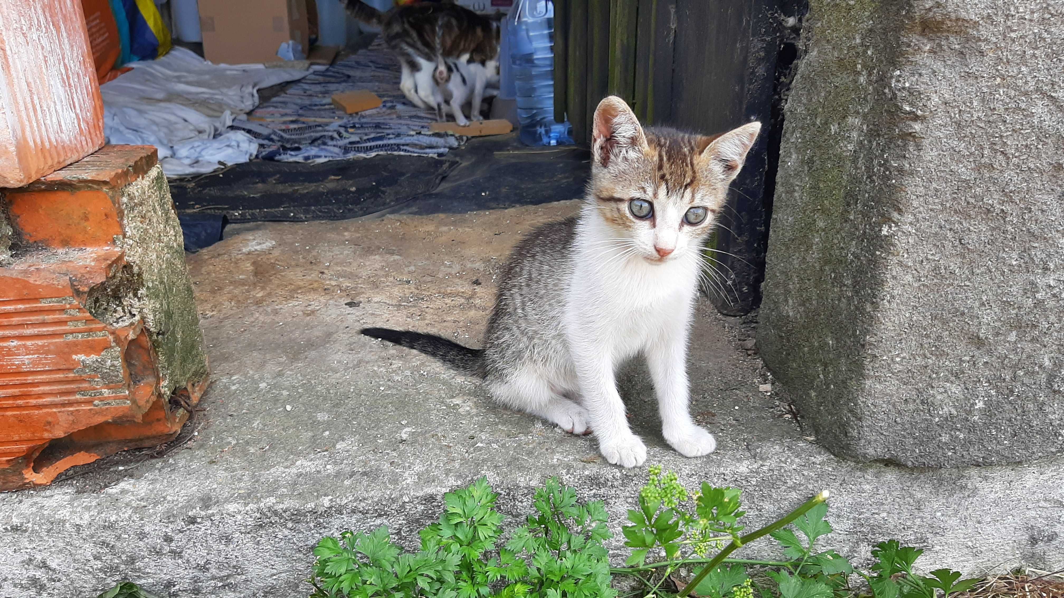 Gatinhos para adoção (nascidos a 22 de Abril)