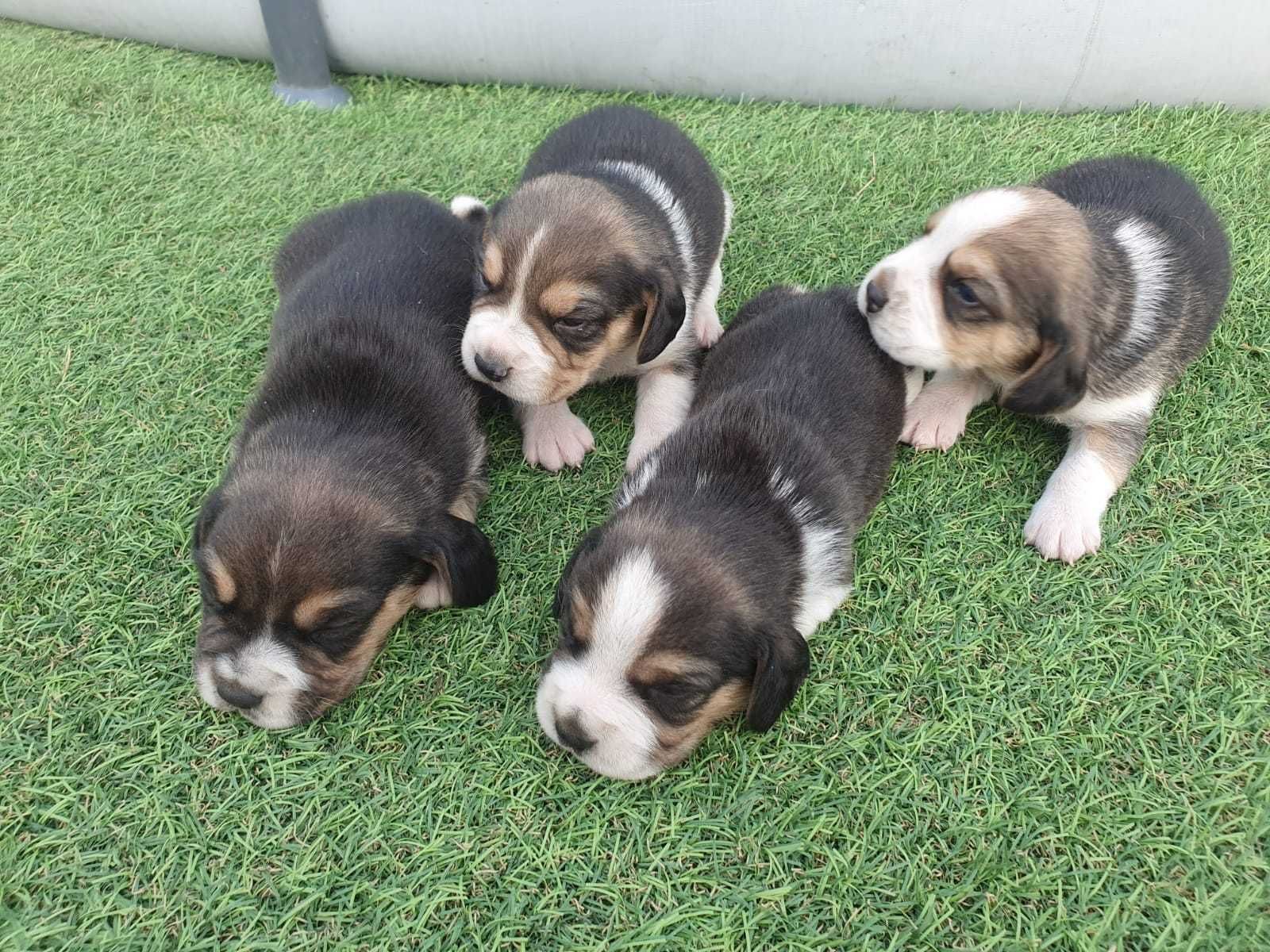 Piękna zdrowa suczka do odbioru  31.07, Beagle Tricolor, rodowód, chip