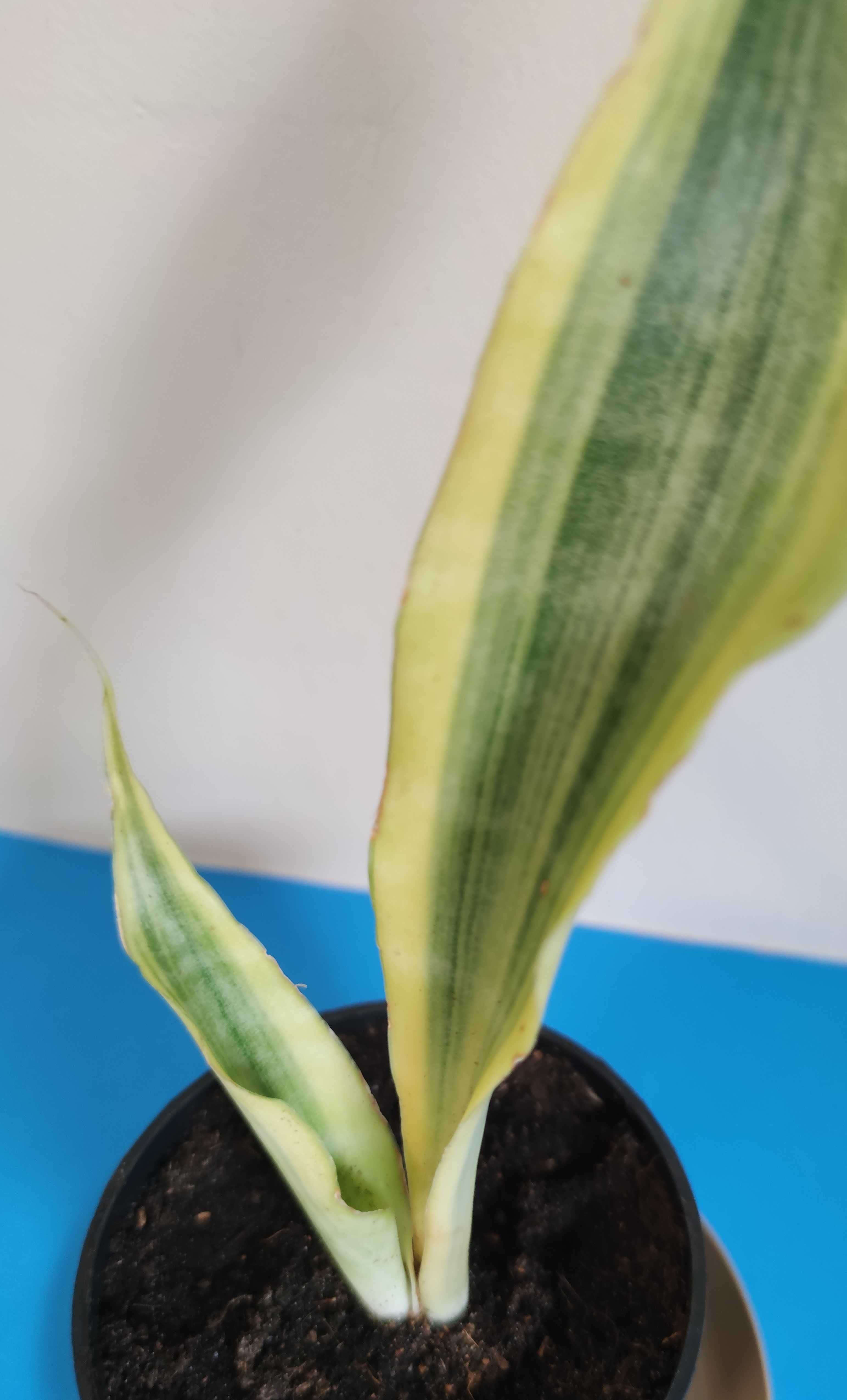 Sansevieria  Yellowstone