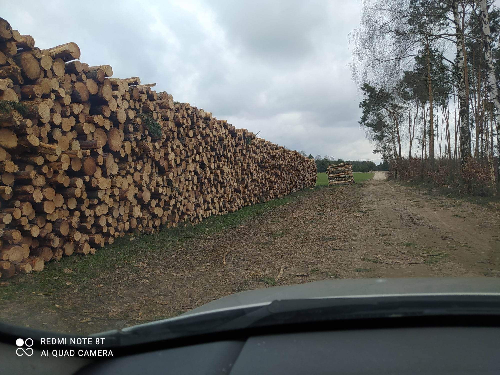 Wycinki lasów samosiejek rekultywacja