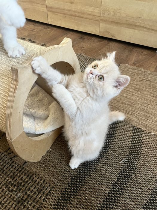 Beżowy kotek egzotyczny, pers krótkowłosy, exo, egzotyk