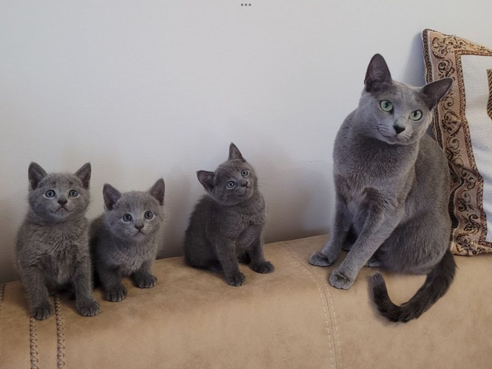 Кошенята, котята порода російська блакитна, з документами