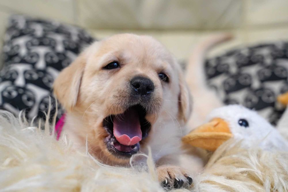 Labrador retriever żółta  suczka,  Zkwp gotowa do odbioru