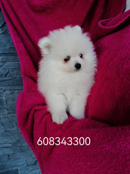 Szpic Miniaturowy Pomeranian dziewczynka z rodowodem