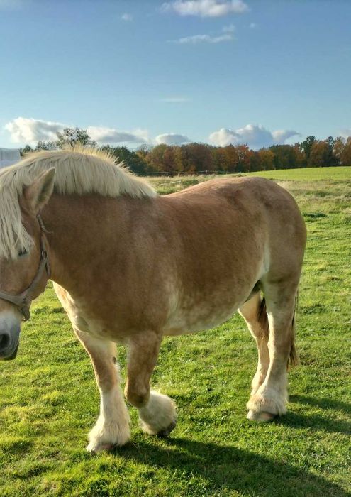 sprzedam klacz źrebną