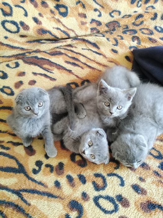 Продам шотландські  кошенята  і один британець