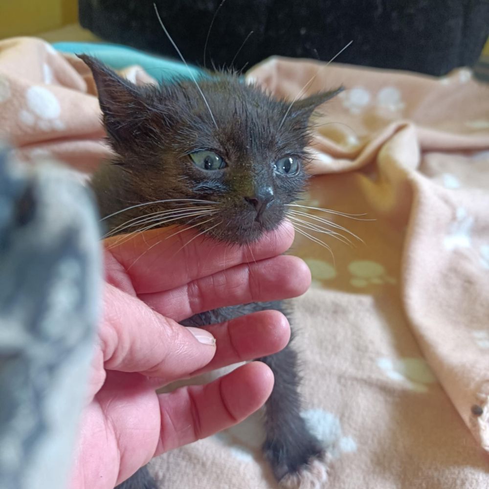 Przecudowne kociaczki do adopcji