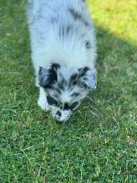 Piesek border collie blue merle black merle