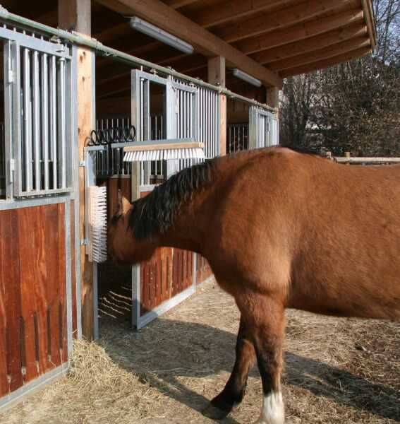 Czochradło dla bydła Texas Czochradło dla krów - 2 głowice