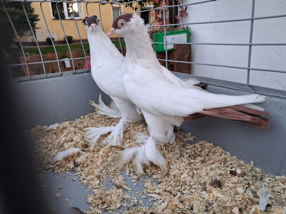 Krymki, krymka polska