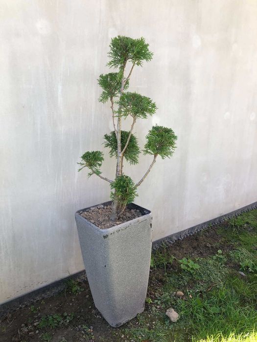 tuja drzewko bonzai bonsai do ogrodu