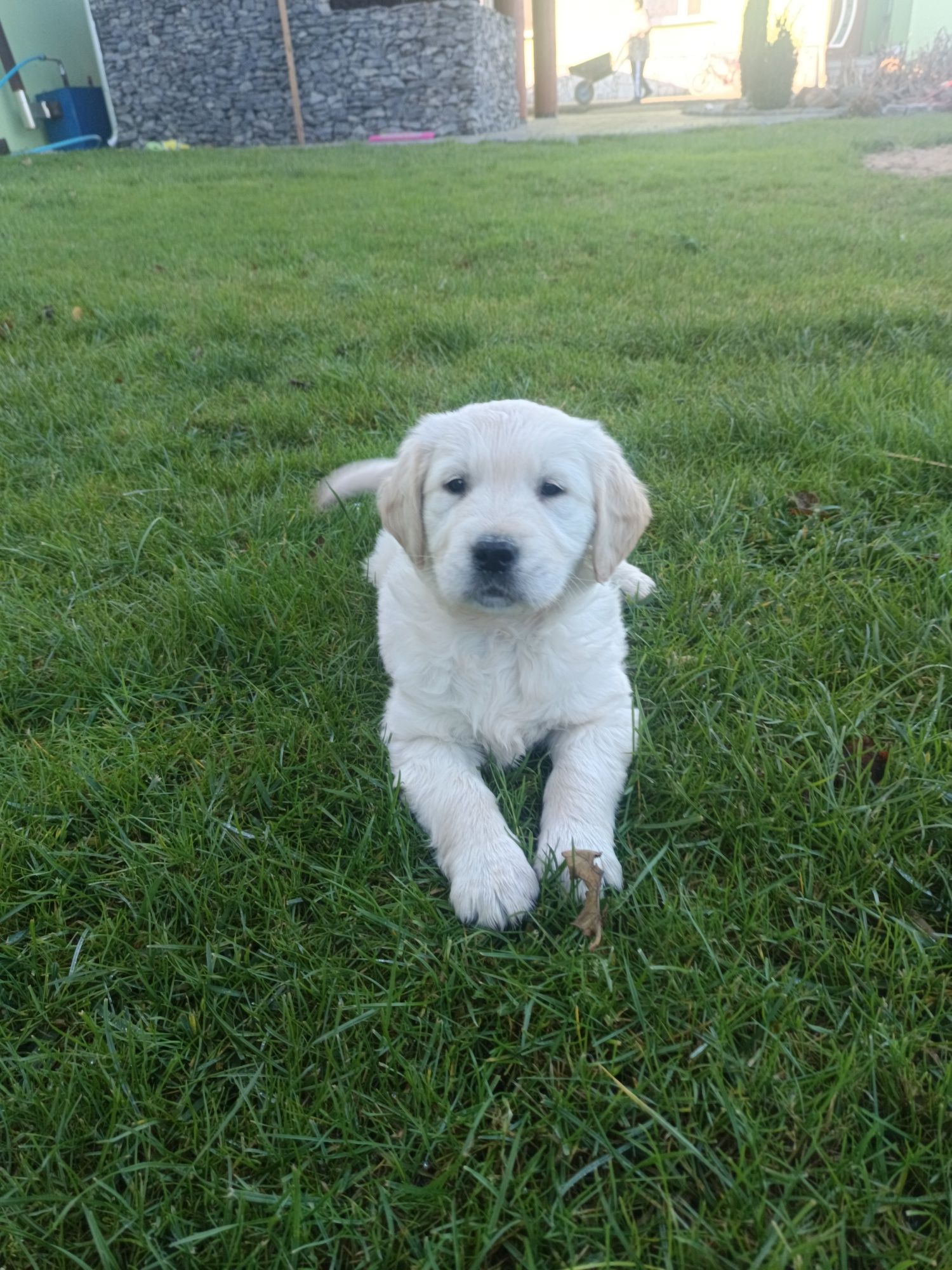 Golden Retriever śliczny piesek