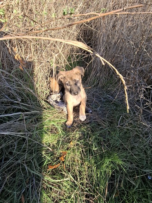 Щенок.  цуцик, собаченя