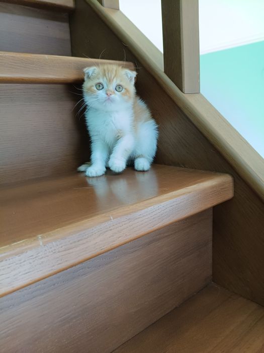 Кукольная шотландская малышка! Одесса!