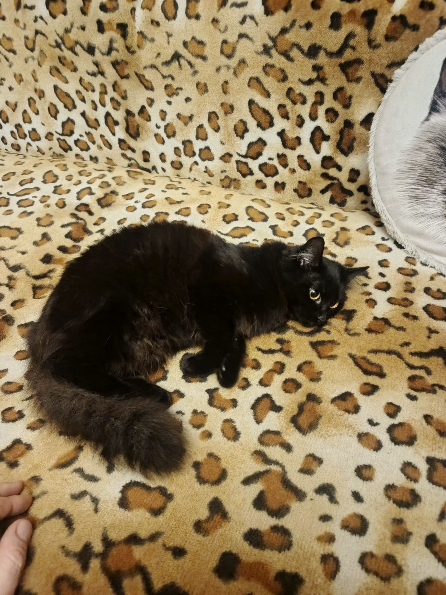 Котёнок бесплатно