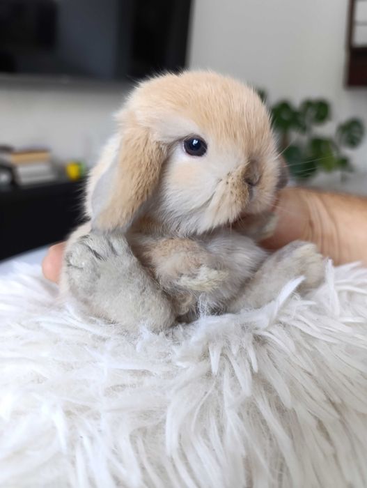 Mini lop karzełek Teddy hodowla zarejestrowana