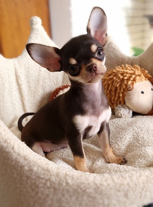** Gizmo ** Chihuahua śliczny chłopiec
