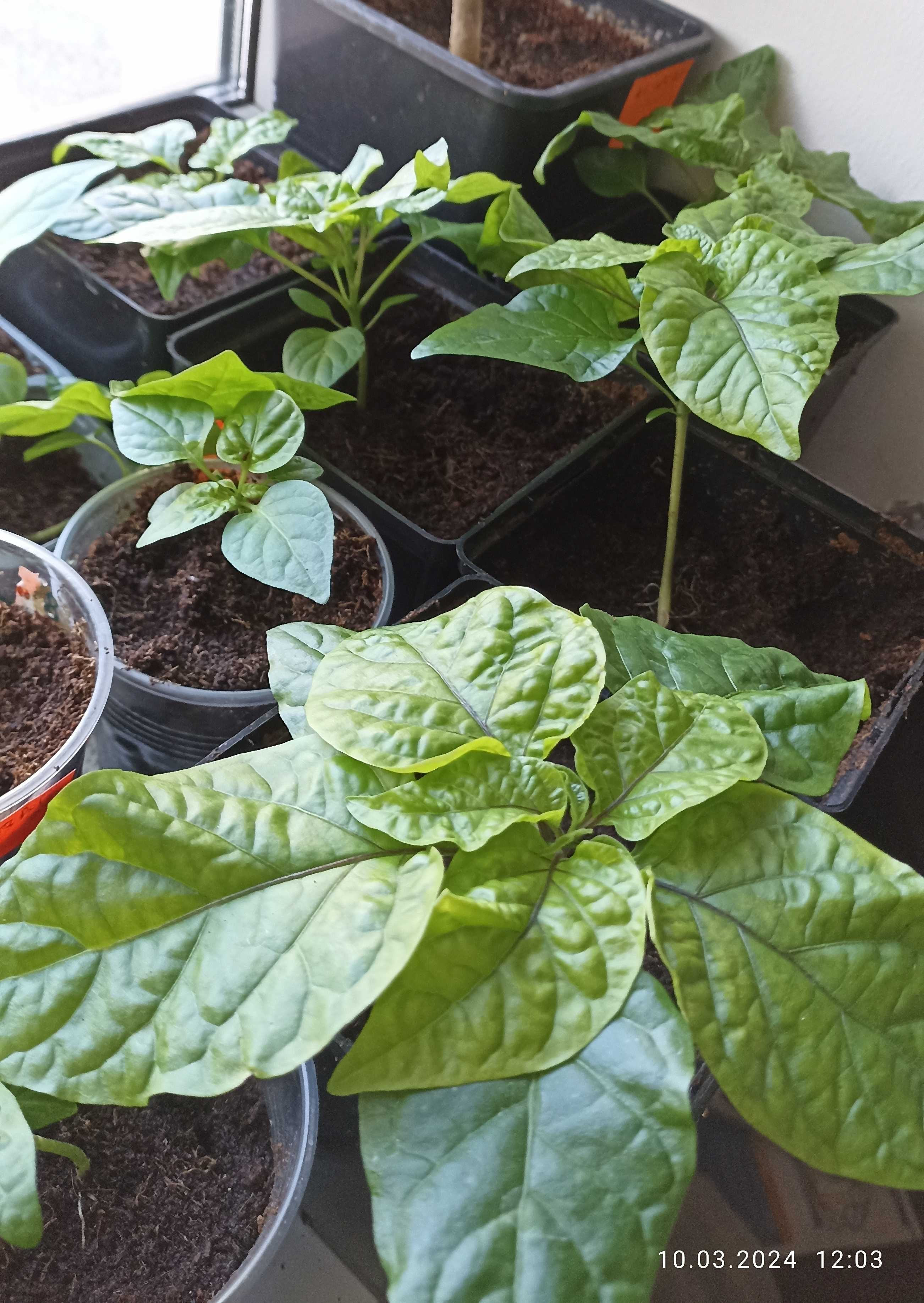 Саджанці супергострих перців Trinidad Scorpion Butch, Dorset Naga Red