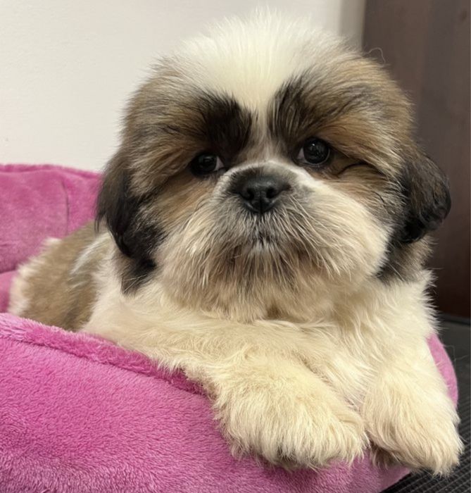 Shih tzu piesek nr 1