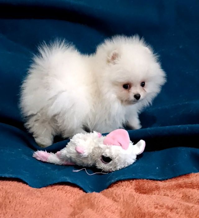 Хлопчики померанського шпіца