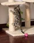 Gatinha bengal registada com LOP e vacinas