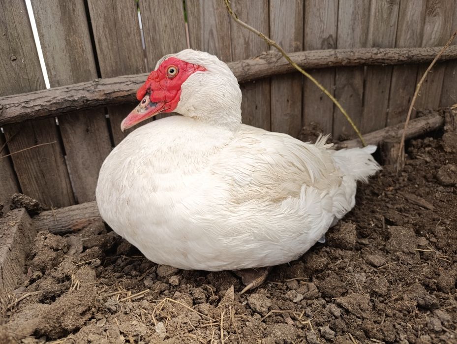 Селезень индоутки на племя, индоутка