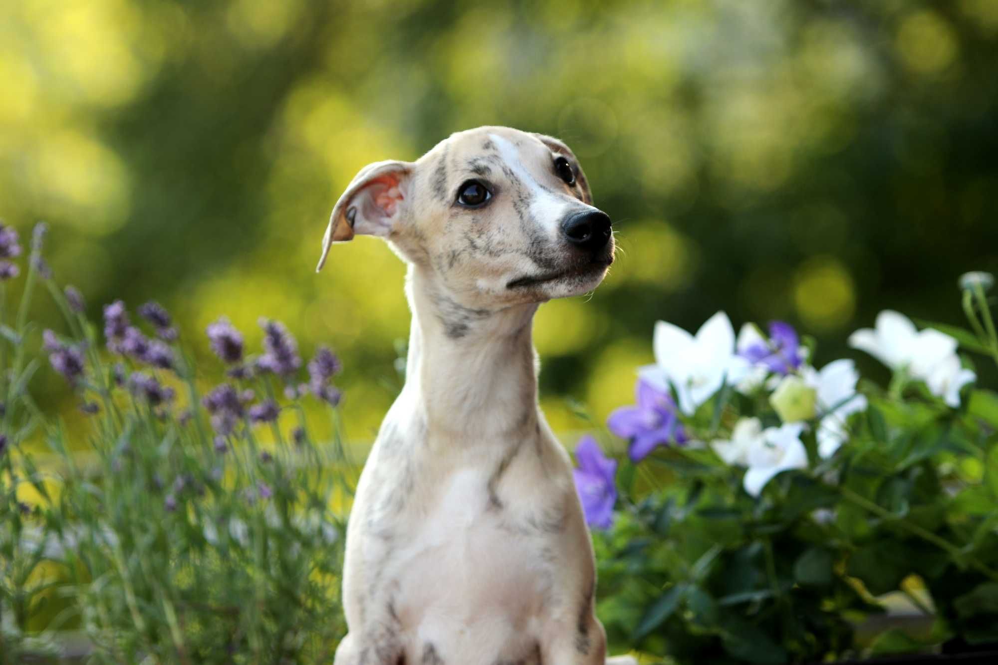 Whippet Chart angielski ZKwP/FCI śliczny piesek PORVENIR "Venio"