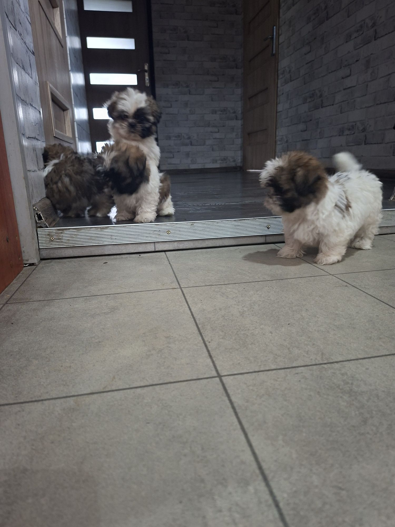 Shih Tzu  chłopak