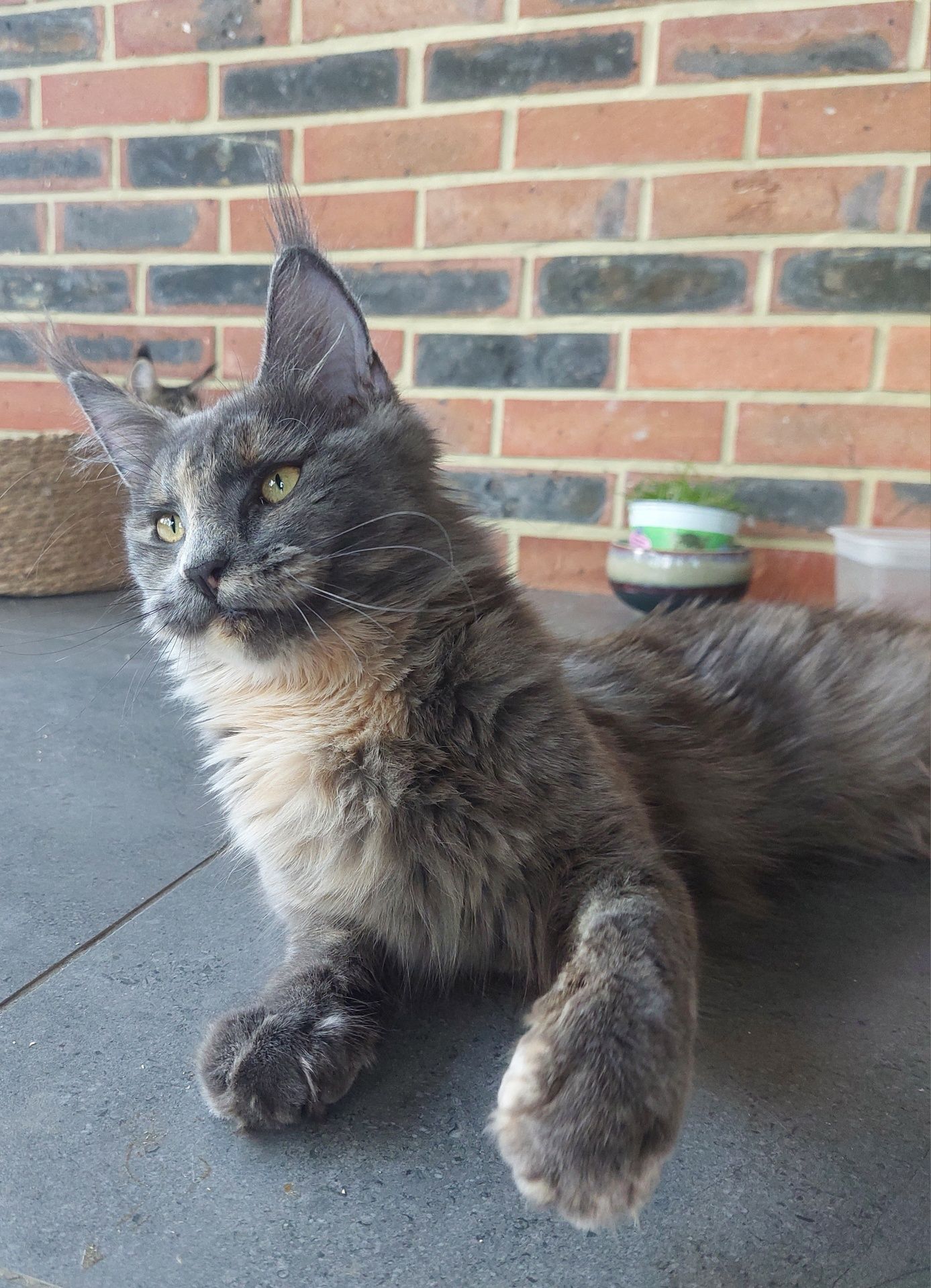Aba kotka Maine Coon po championie