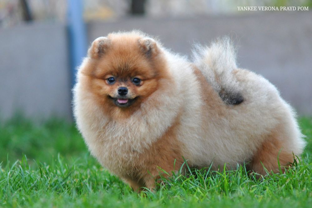 Зацілована красуня Верона