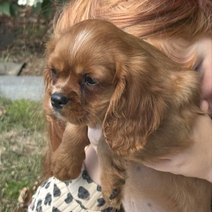 Cavalier king charles spaniel piesek szczeniak z rodowodem