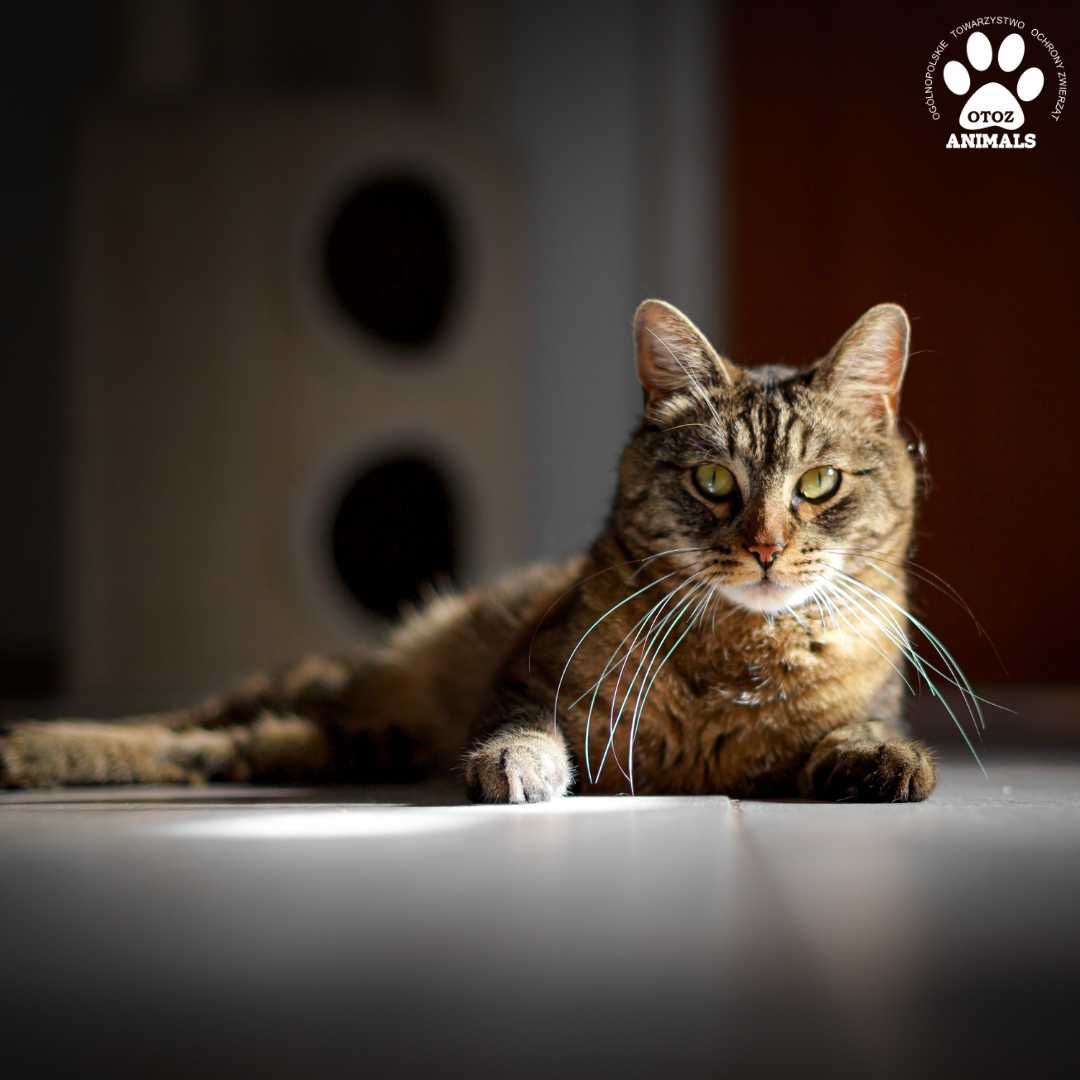 Kocurek Bonifacy do adopcji!