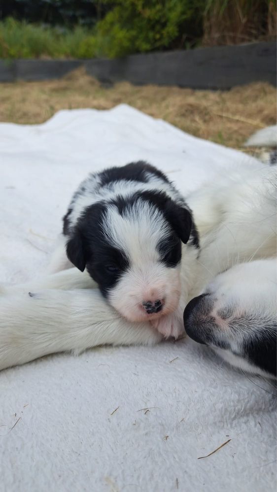 Negra cudna sunia border collie 3 tygodnie FCI ZKwP