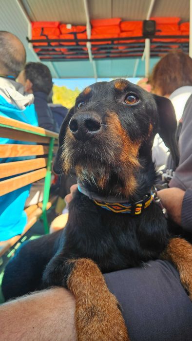 Oddam psa - Amper w typie Jagdterrier